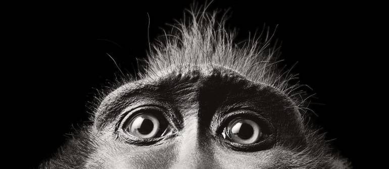 Tim Flach