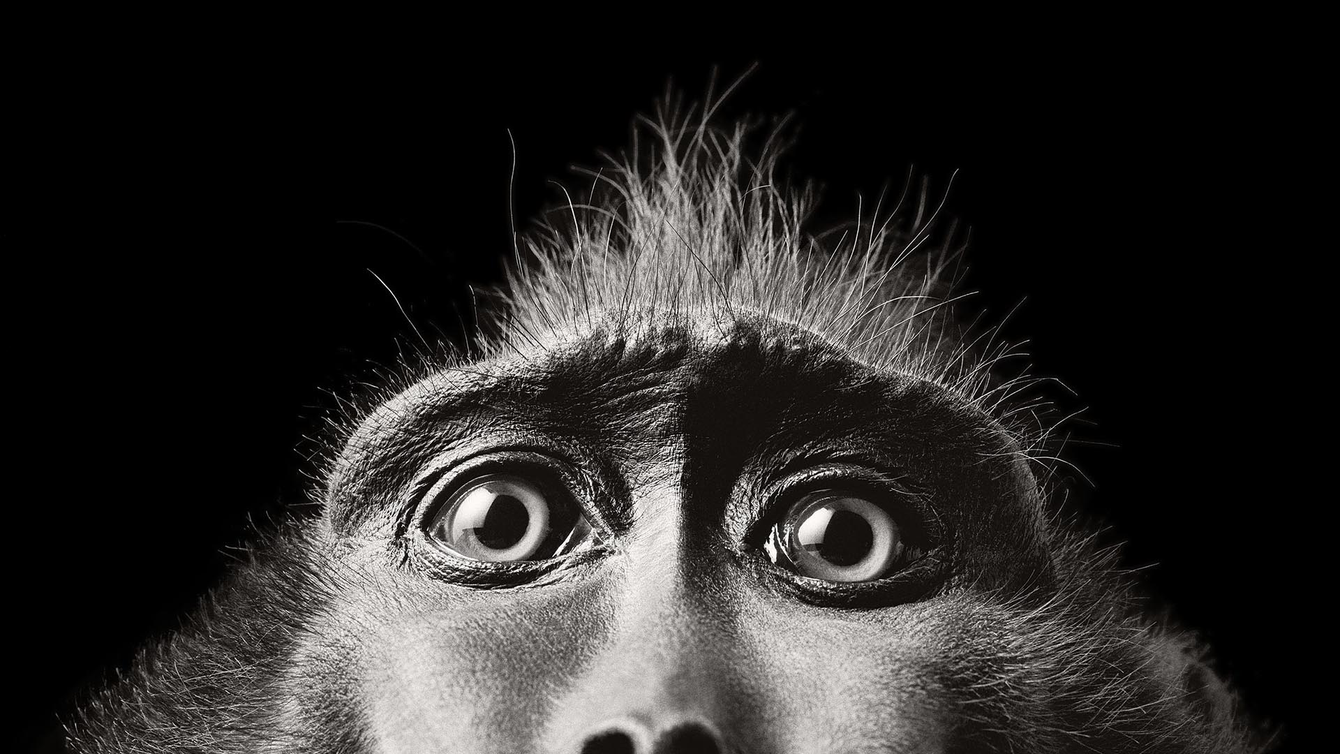 Tim Flach