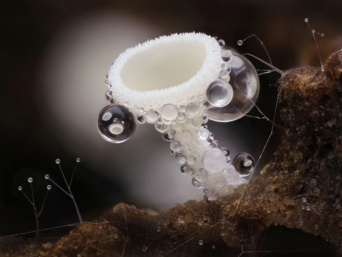 Lachnum niveum, Tiny cup fungi around 1/2mm tall that captures water droplets in hairs on it's stem to stay moist framed on either side by tiny fungi (Zygomycota sp.)  - Focus Stacked Image photographed with microscope objective fitted via tube lens assembly to camera using automated focus rail setup