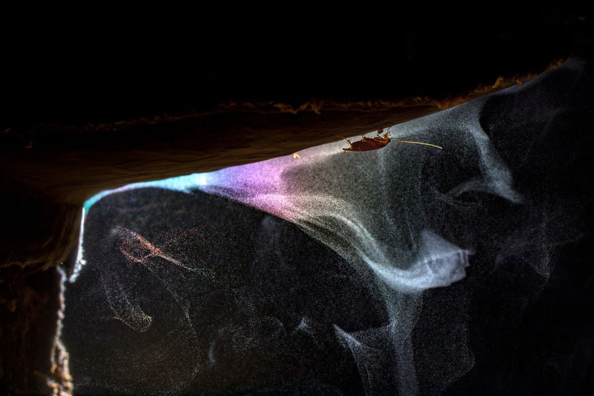 A bracket fungus releases masses of spores which caused the refraction of light, while a cockroach is feeding.